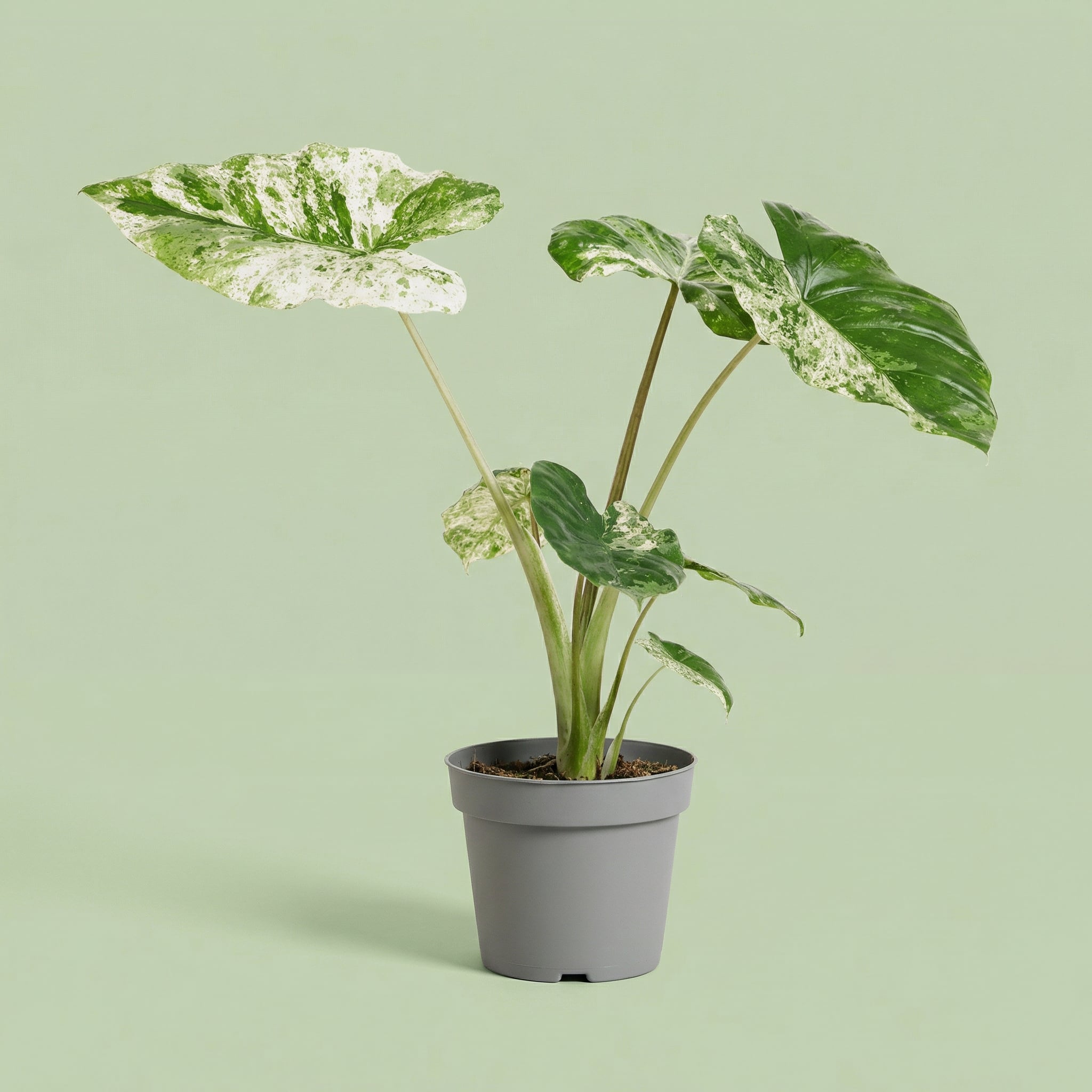 Alocasia Macrorrhizos Splash M - plants