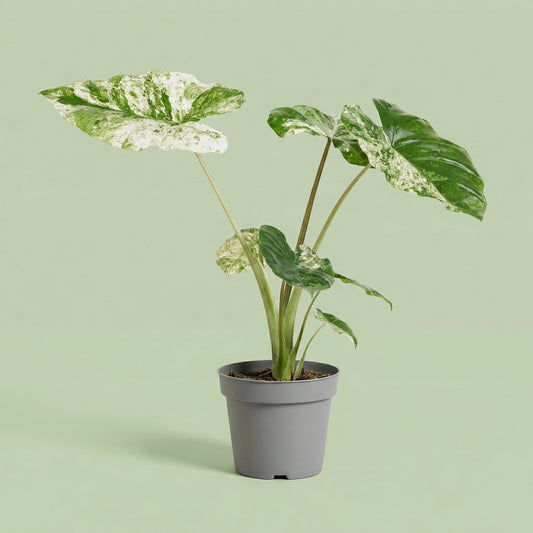 Alocasia Macrorrhizos Splash M - plants
