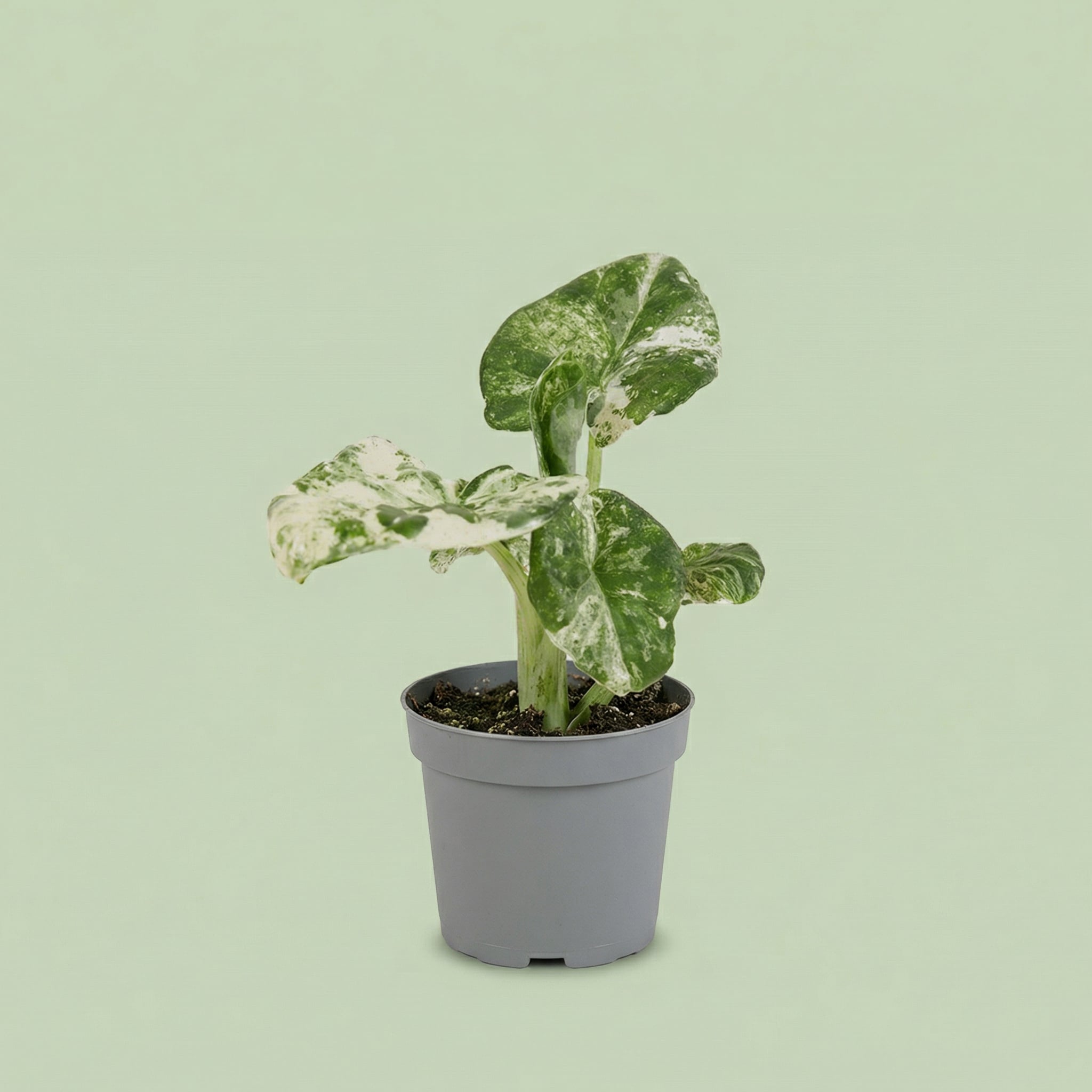 Alocasia Macrorrhizos Splash XS - plants