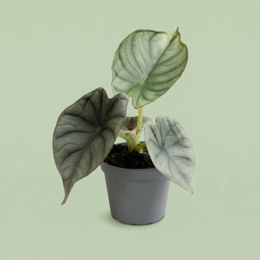 Alocasia Nebula Silver M - plants