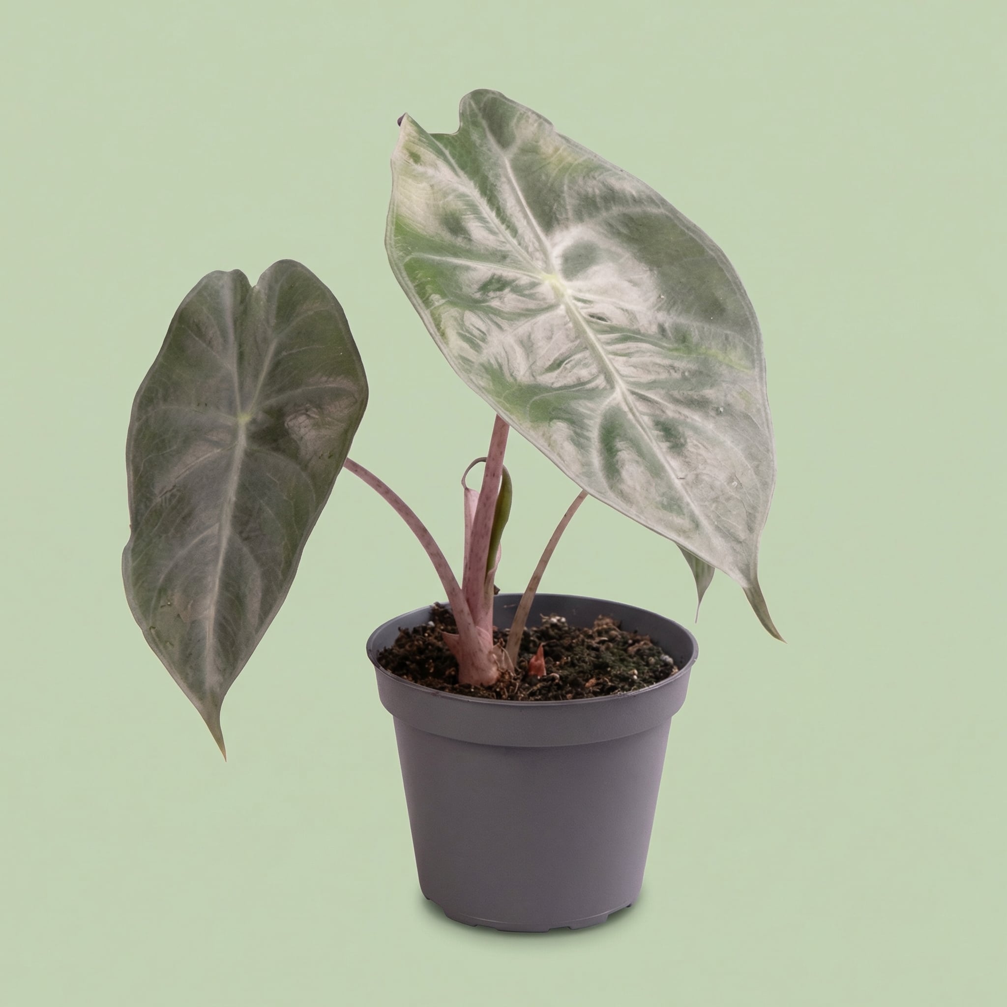 Alocasia Pink Dragon XS - plants