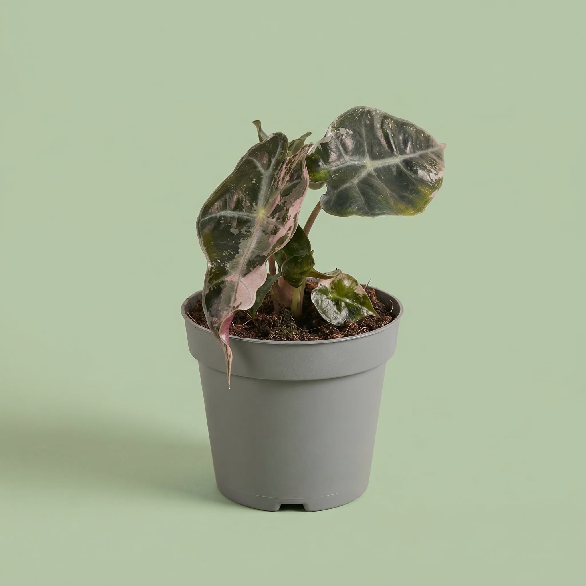 Alocasia Polly Pink Variegata XS - plants