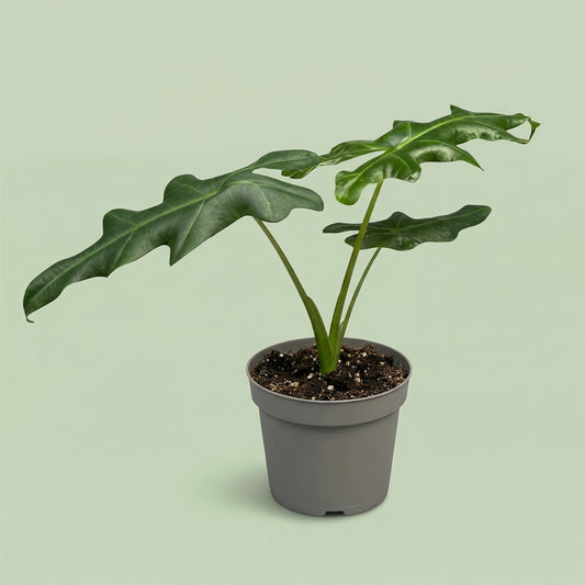 Alocasia Portei S - plants