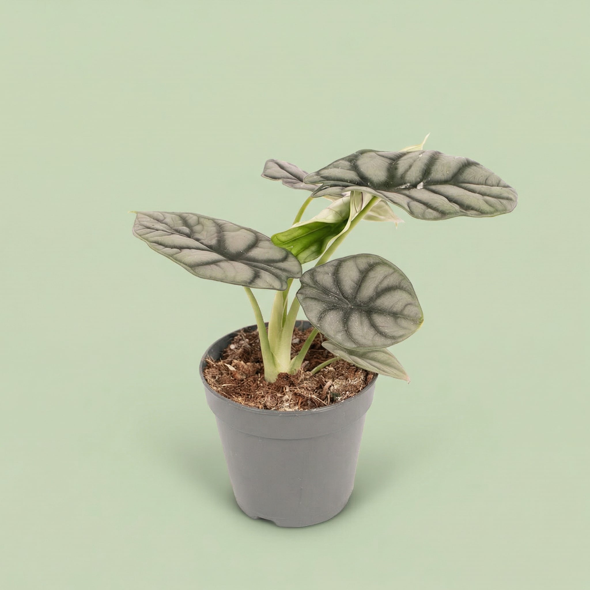 Alocasia Silver Dragon M vista 2 - plants