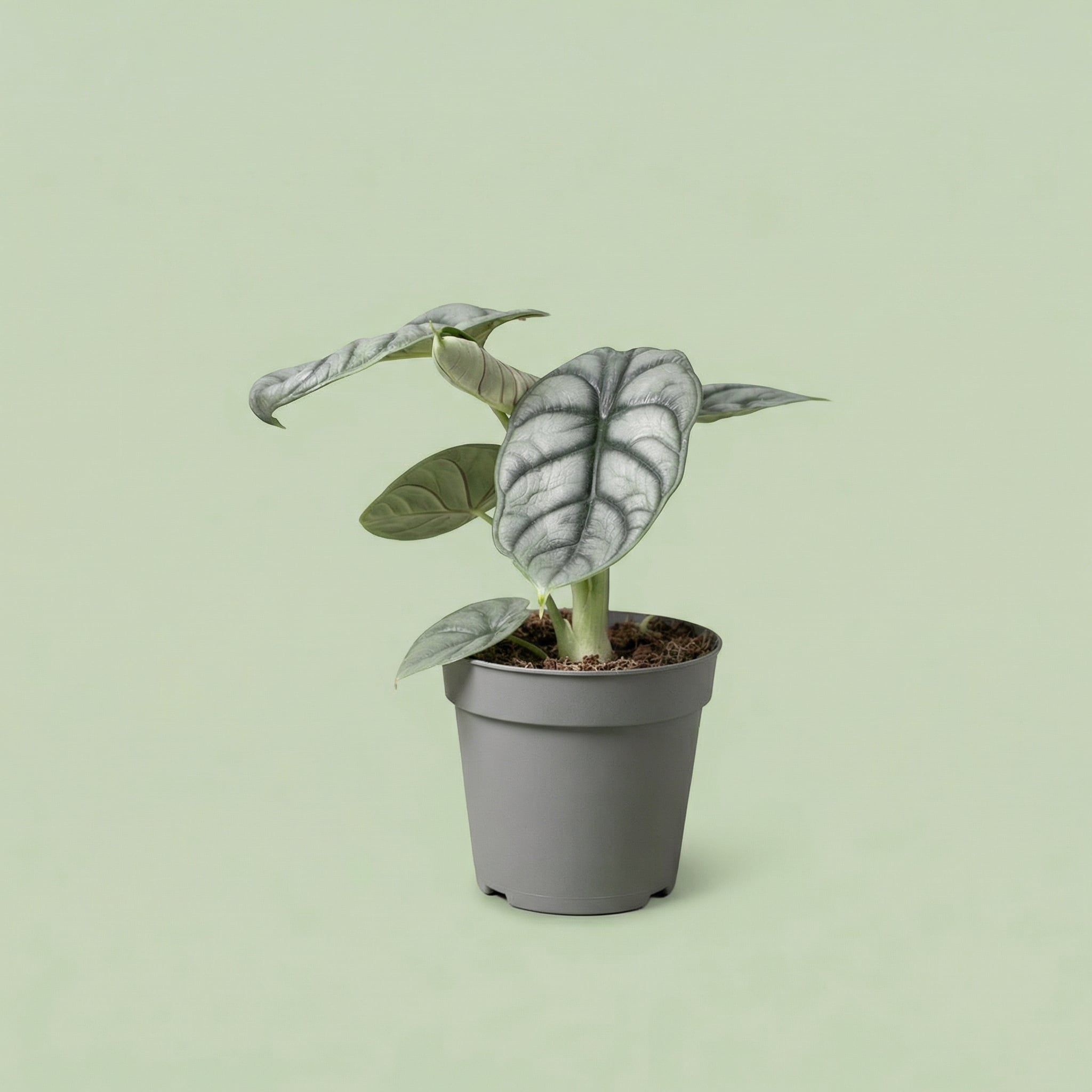 Alocasia Silver Dragon M vista 3 - plants