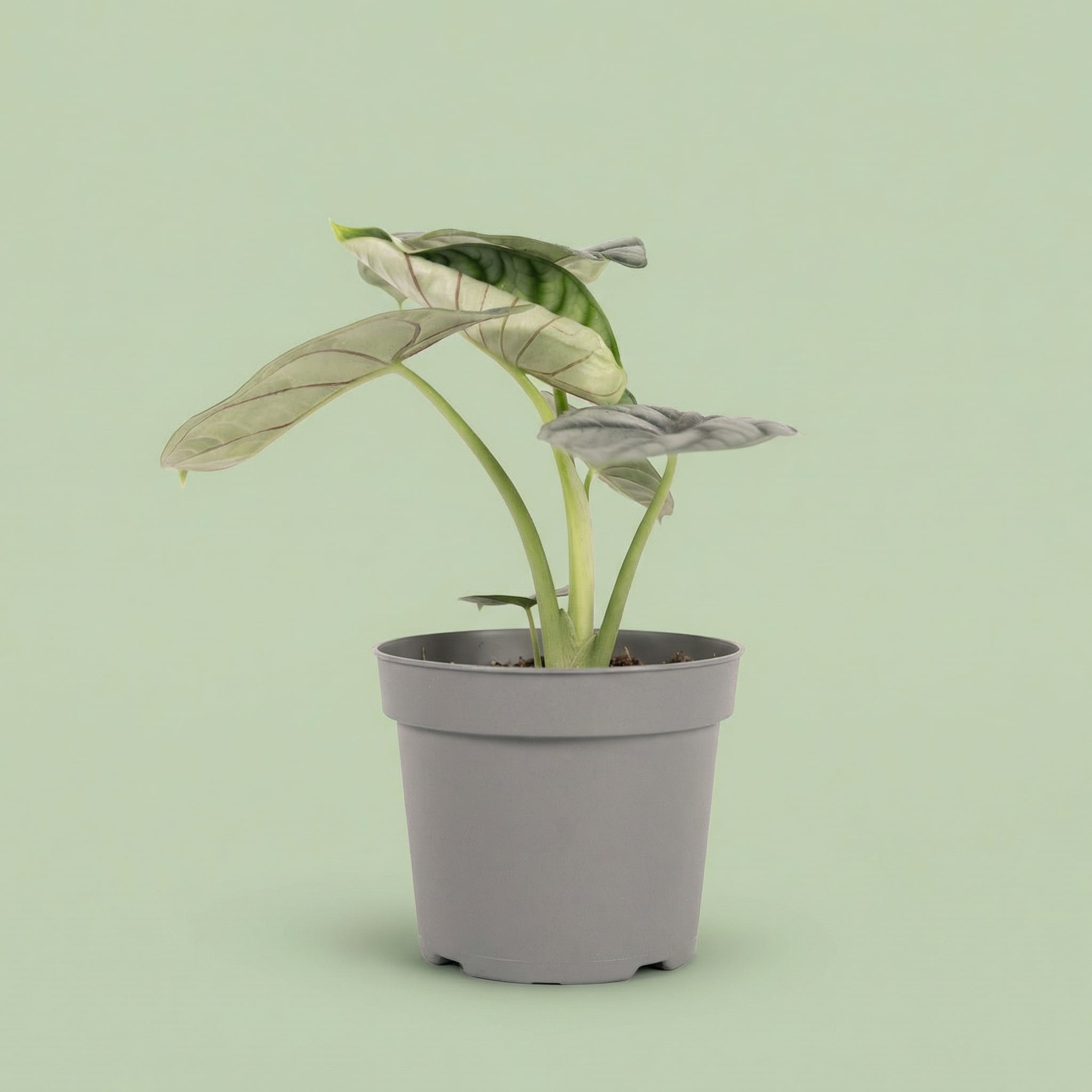 Alocasia Silver Dragon M vista 4 - plants