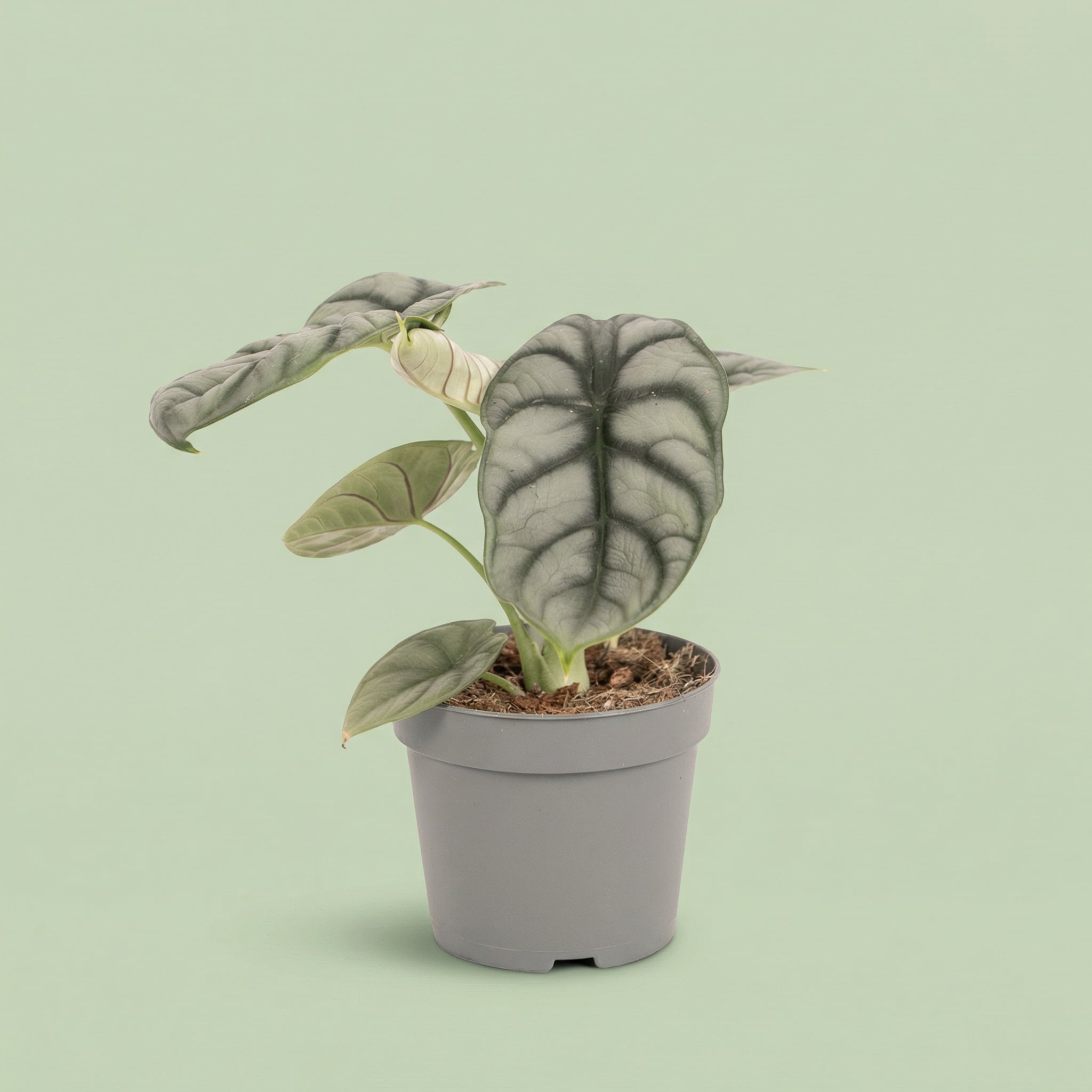 Alocasia Silver Dragon M vista 5 - plants