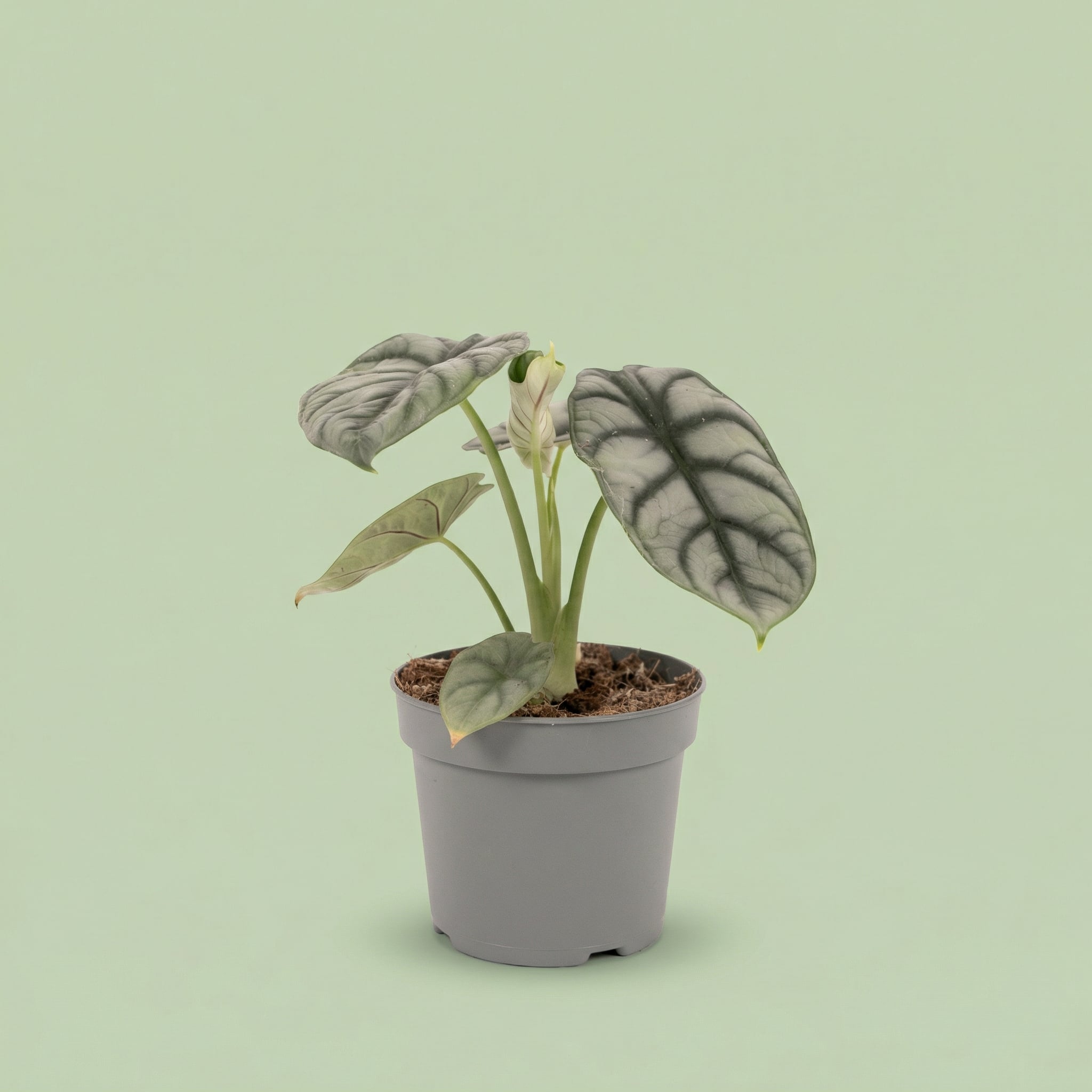 Alocasia Silver Dragon M vista 7 - plants
