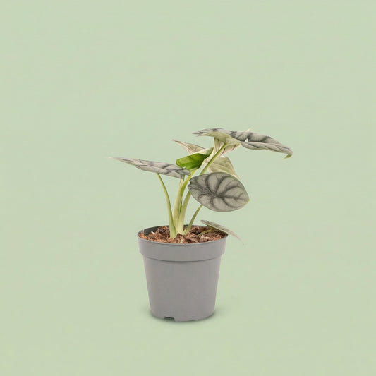Alocasia Silver Dragon M - plants