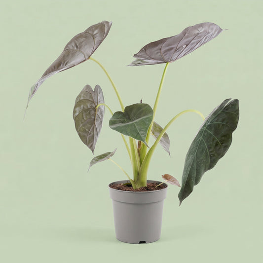 Alocasia Wentii L - plants