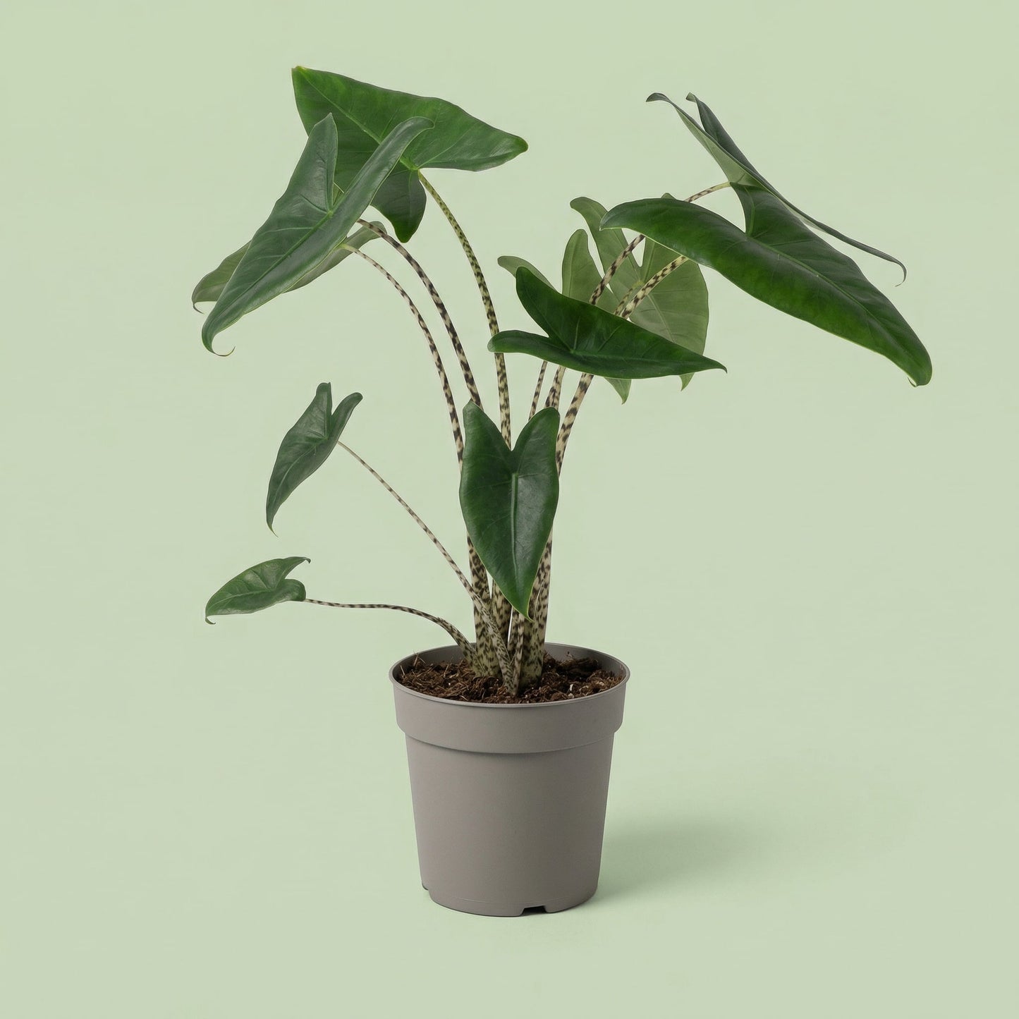 Alocasia Zebrina L - plants