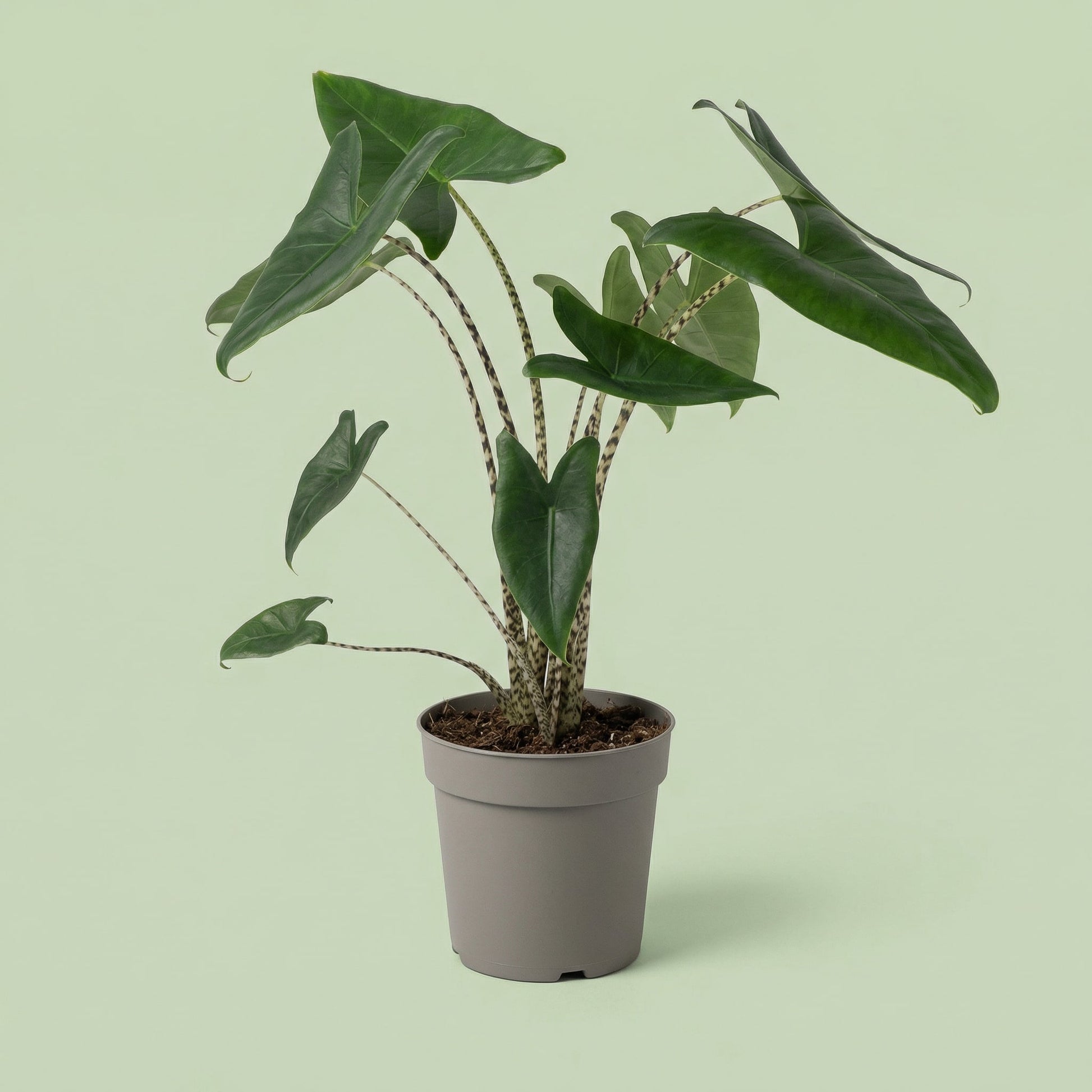 Alocasia Zebrina L - plants