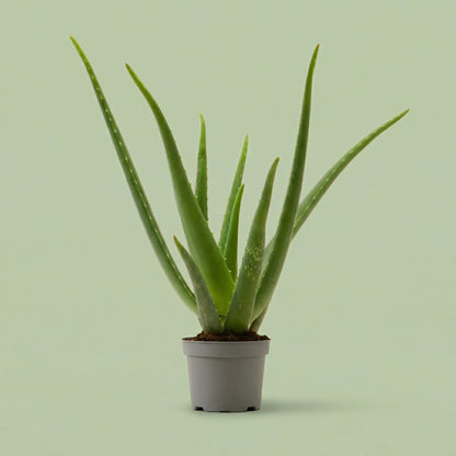 Aloe Vera M - plants