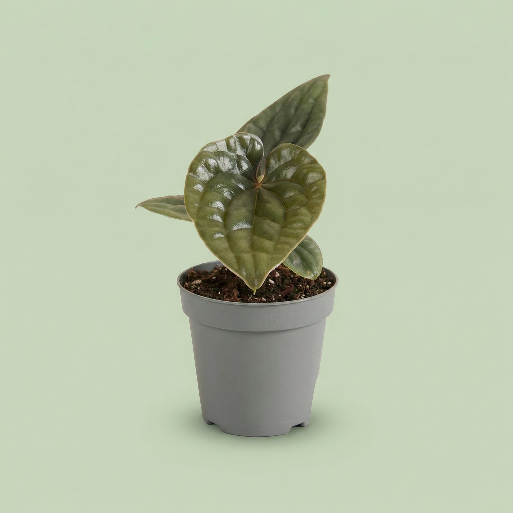 Anthurium Luxurians x Radicans XS - plants