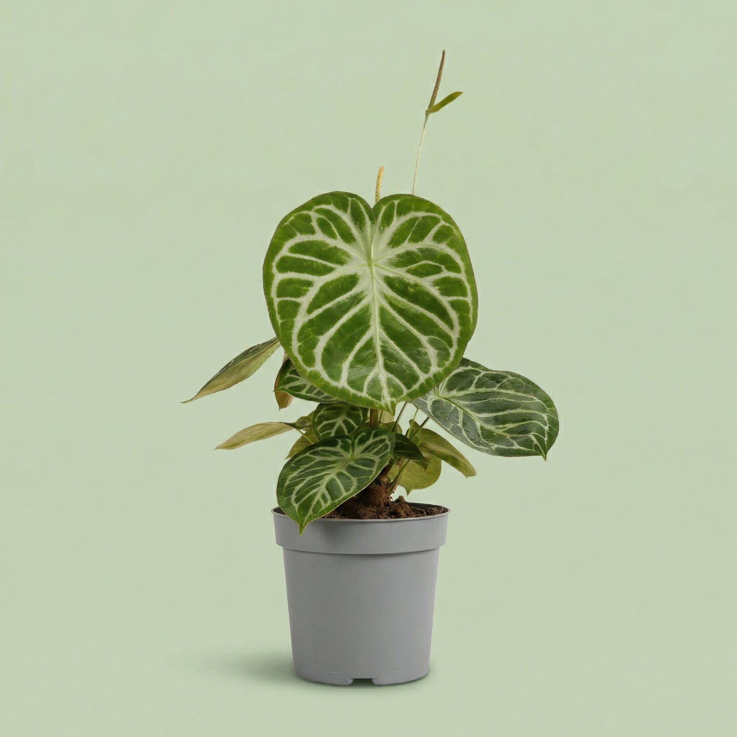 Anthurium Silver Blush XL - plants