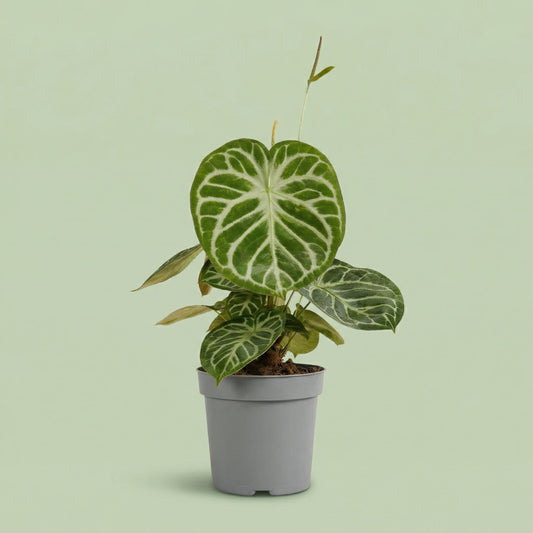Anthurium Silver Blush XL - plants