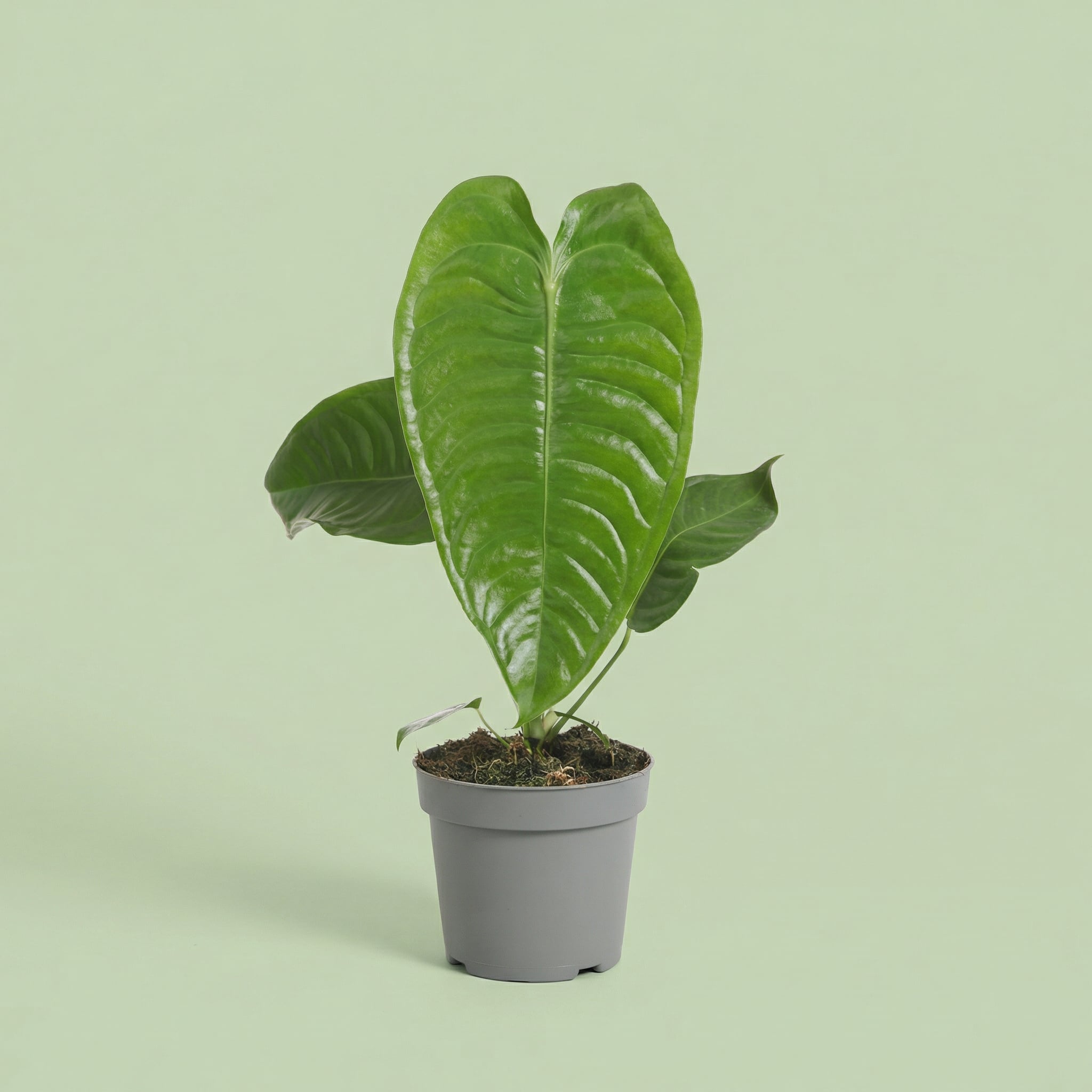 Anthurium Veitchii M - plants