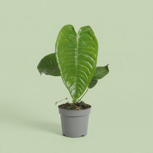 Anthurium Veitchii M - plants
