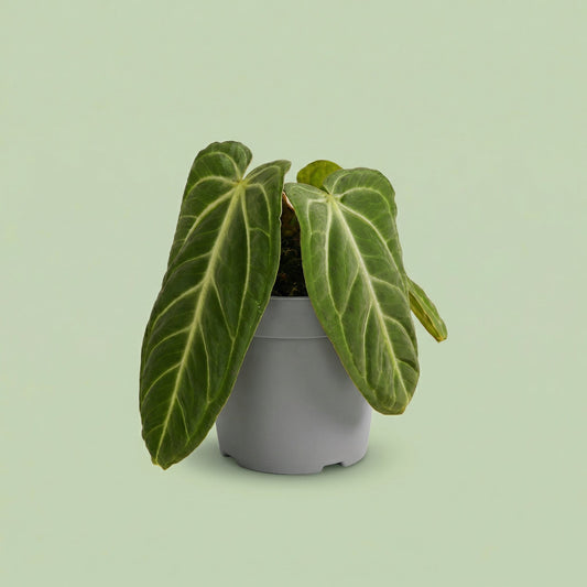 Anthurium Villenaorum M - plants