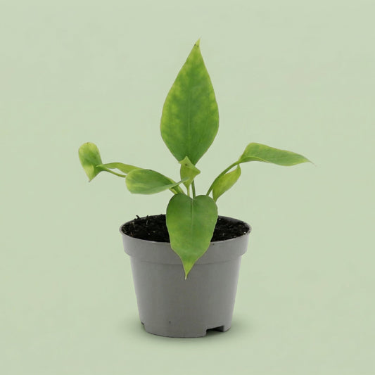 Anthurium Vittarifolium XS - plants