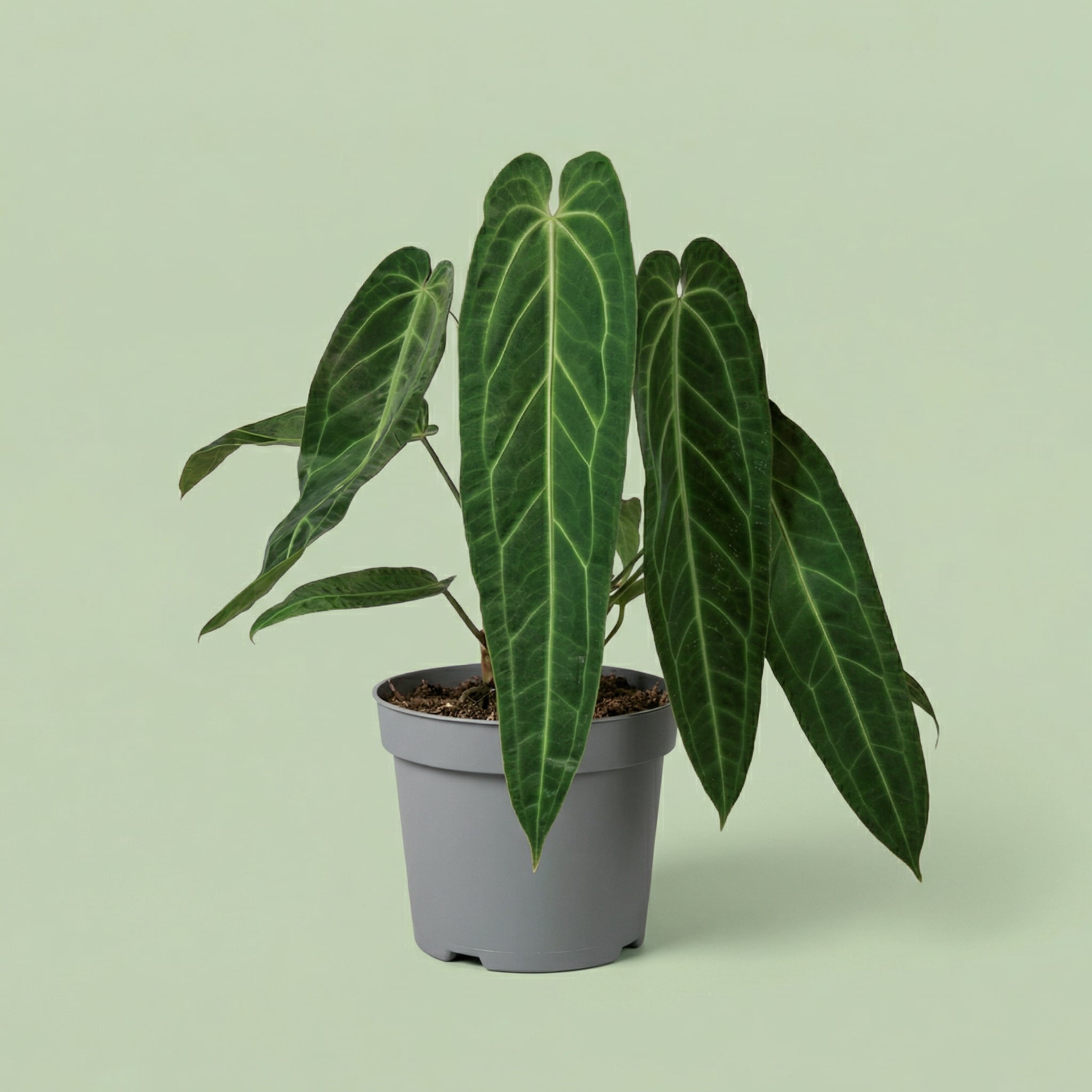 Anthurium Warocqueanum XL - plants