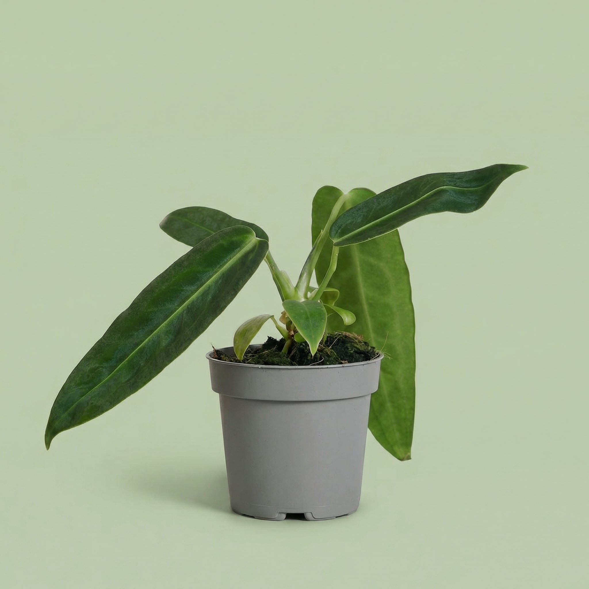 Anthurium Warocqueanum XS - plants