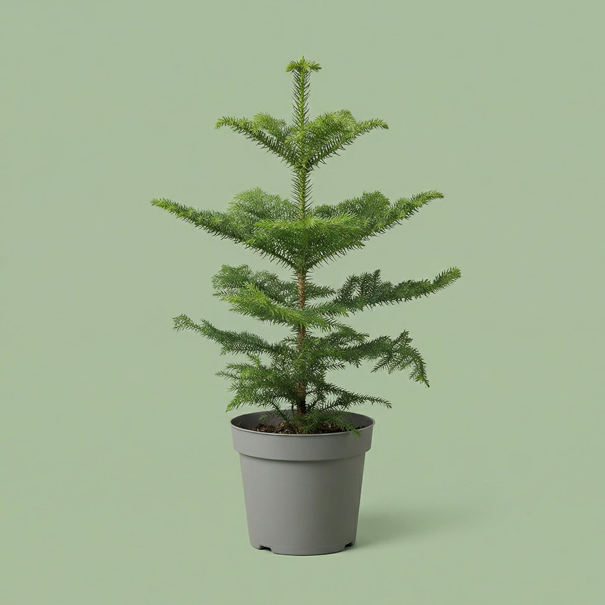 Araucaria Heterophylla L - plants