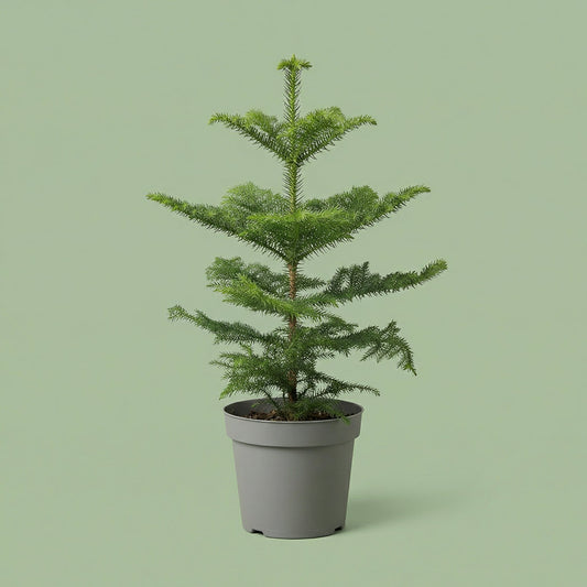 Araucaria Heterophylla L - plants