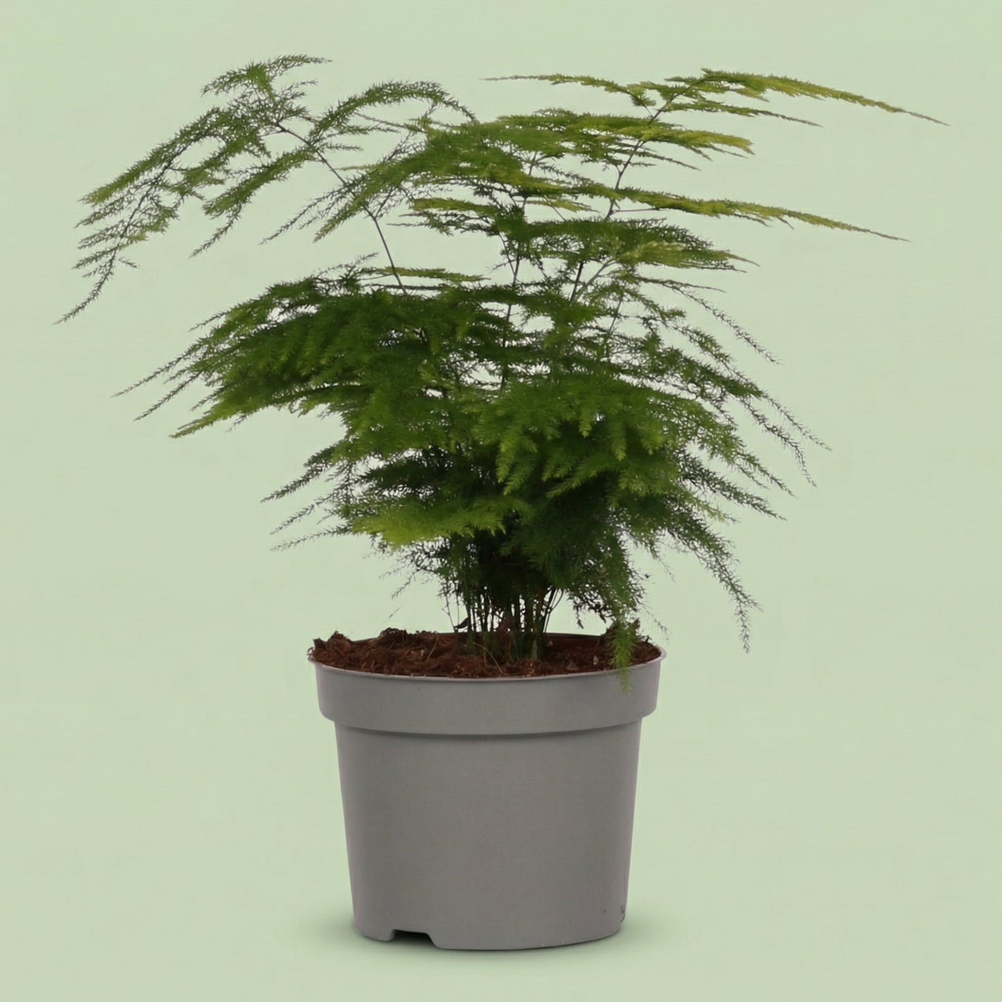 Asparagus Setaceus M - plants