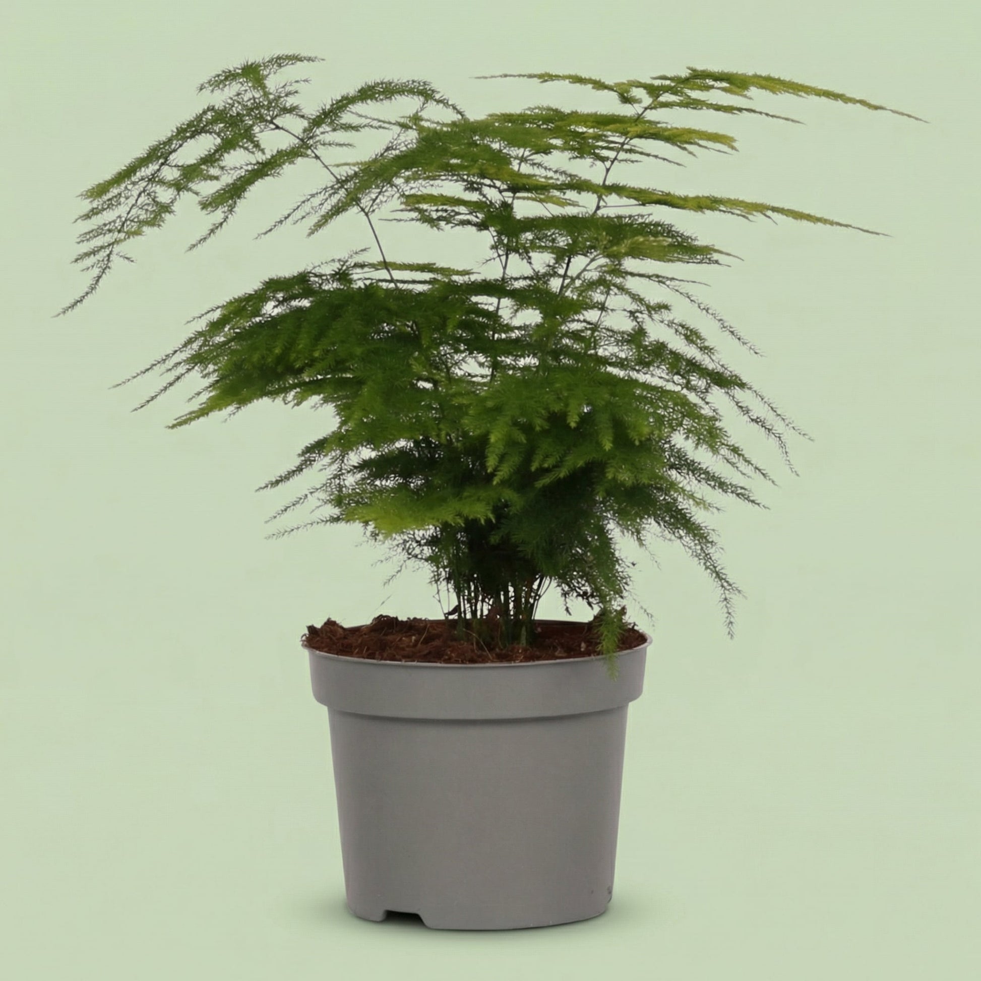 Asparagus Setaceus M - plants