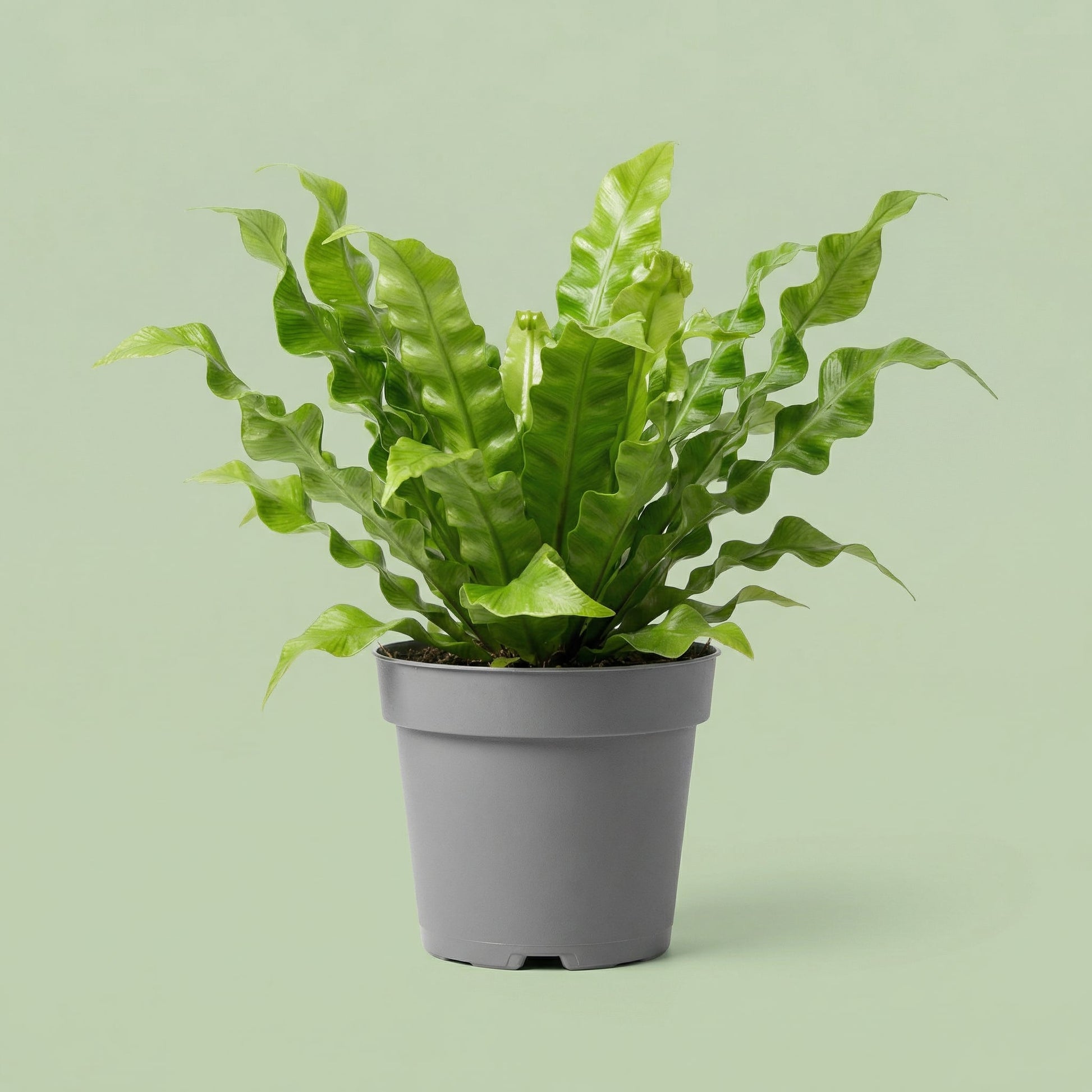 Asplenium Nidus Crissie XS vista 2 - plants