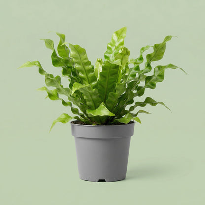 Asplenium Nidus Crissie XS vista 2 - plants