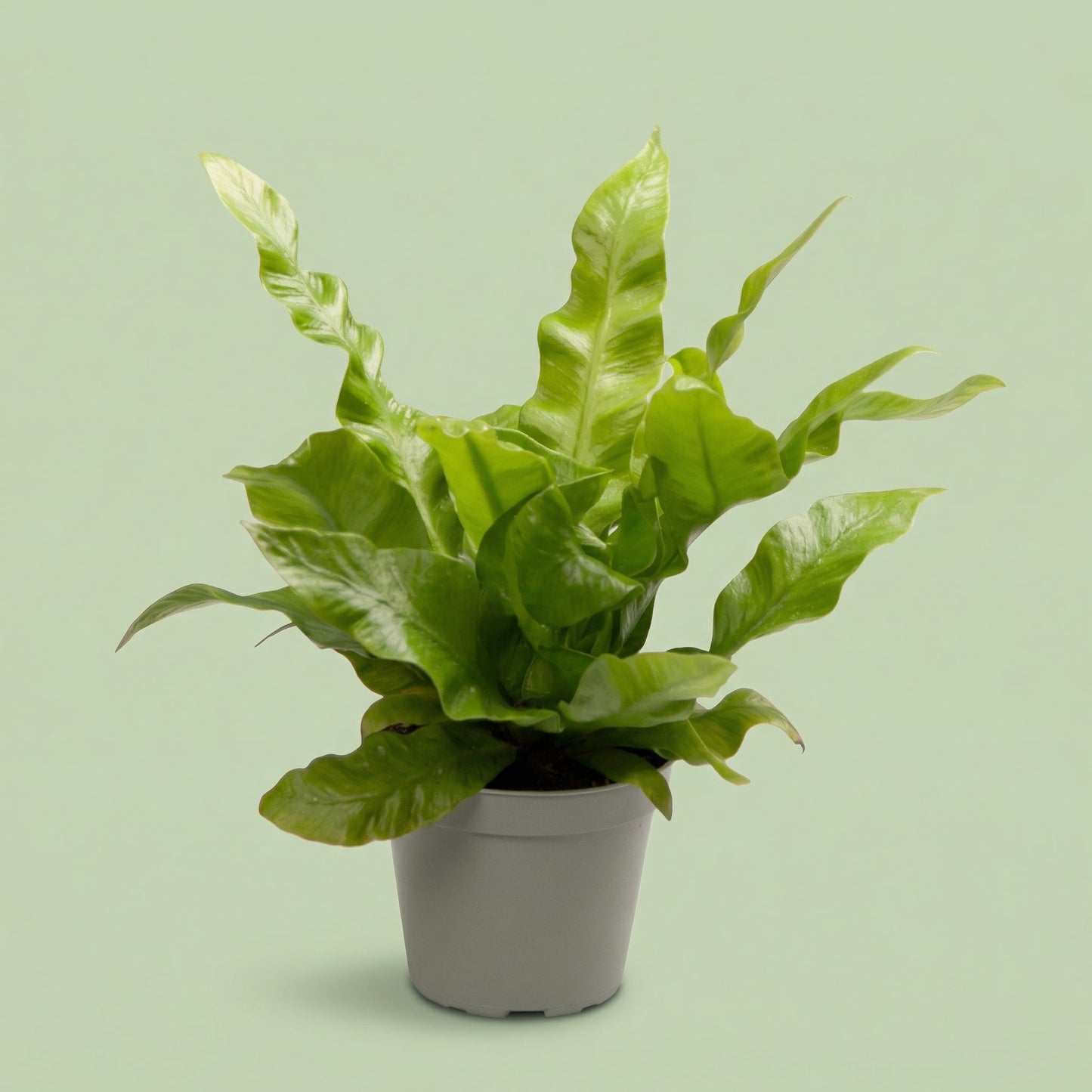 Asplenium Nidus Crissie XS - plants