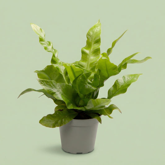 Asplenium Nidus Crissie XS - plants