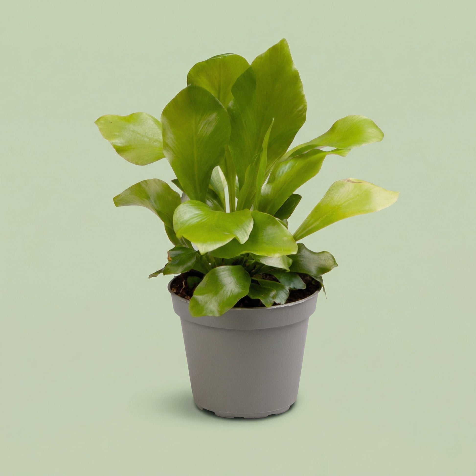 Asplenium Nidus XS - plants