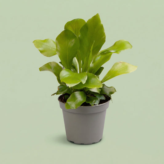 Asplenium Nidus XS - plants