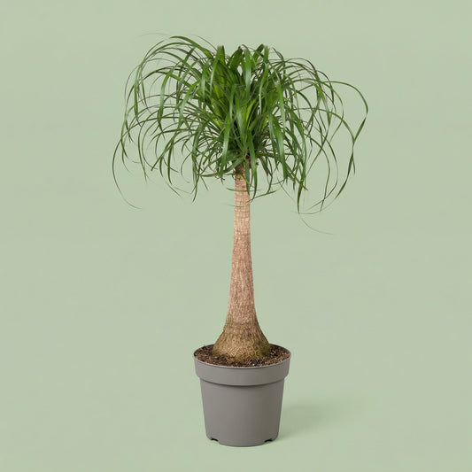 Beaucarnea Nolina L - plants