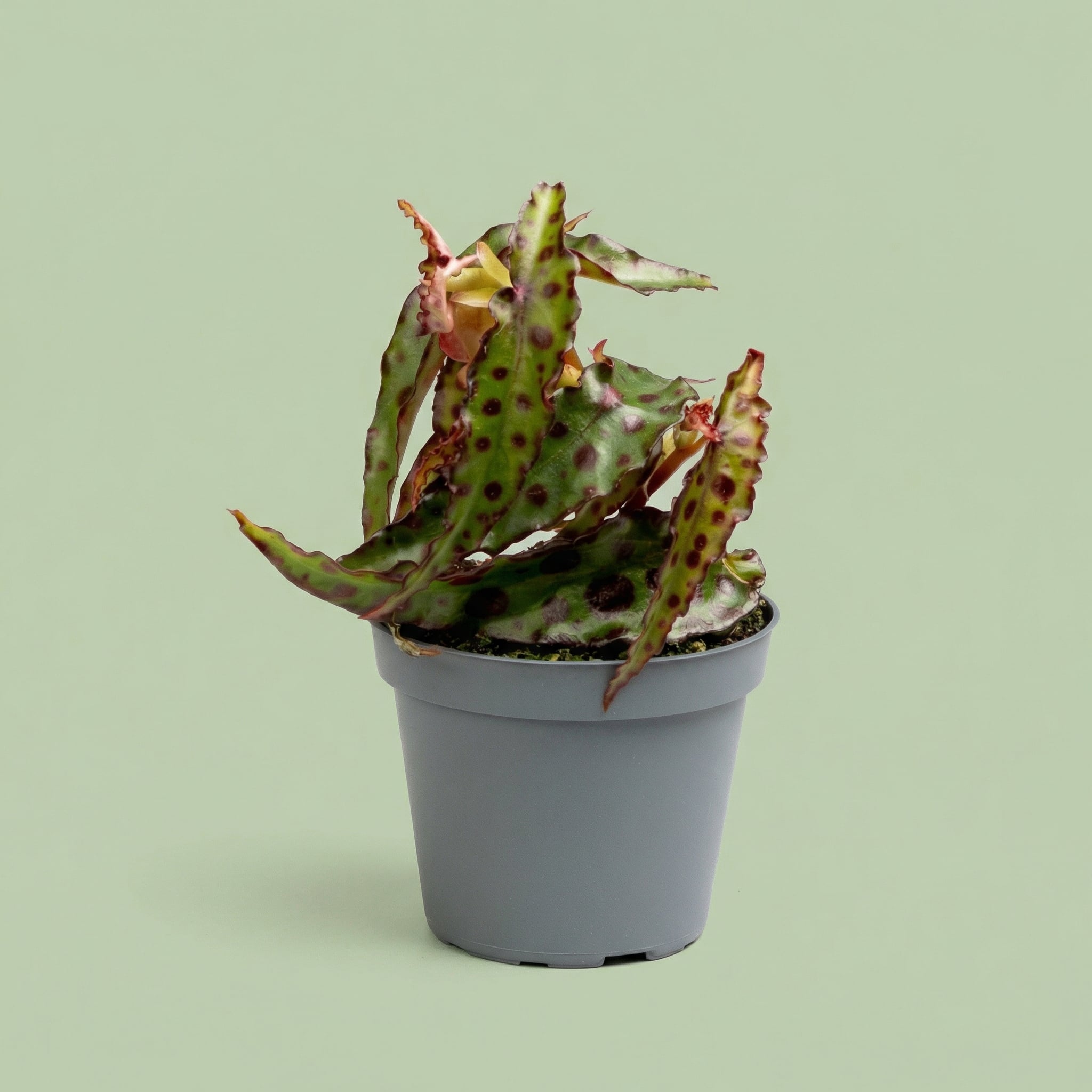 Begonia Amphioxus XS - plants