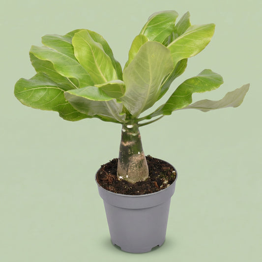 Brighamia Insignis Hawaii Palm M - plants