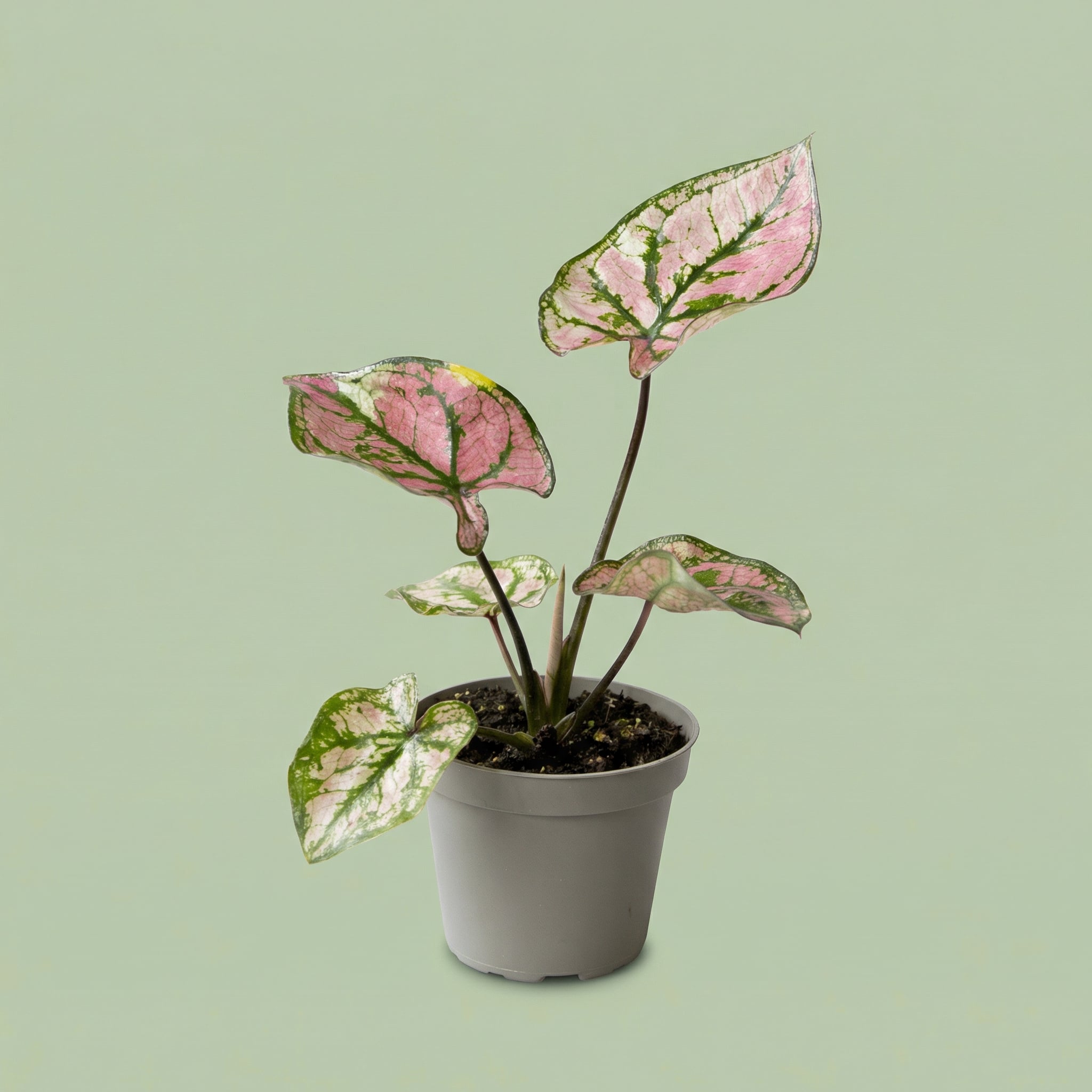 Caladium Purple Light XS - plants