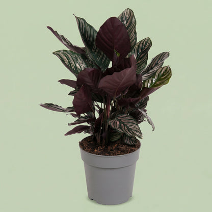 Calathea Ornata XXL - plants