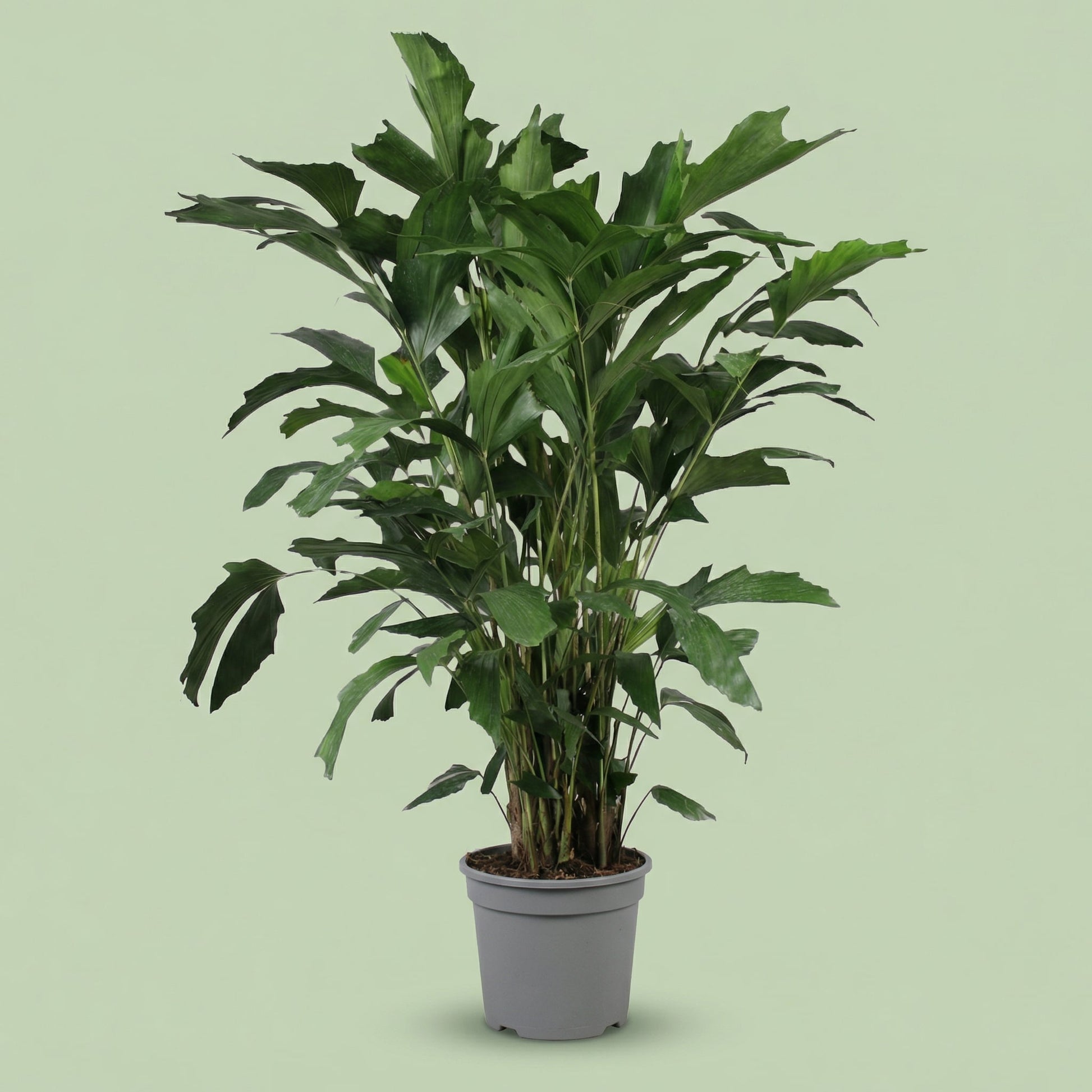 Caryota Mitis XL - plants