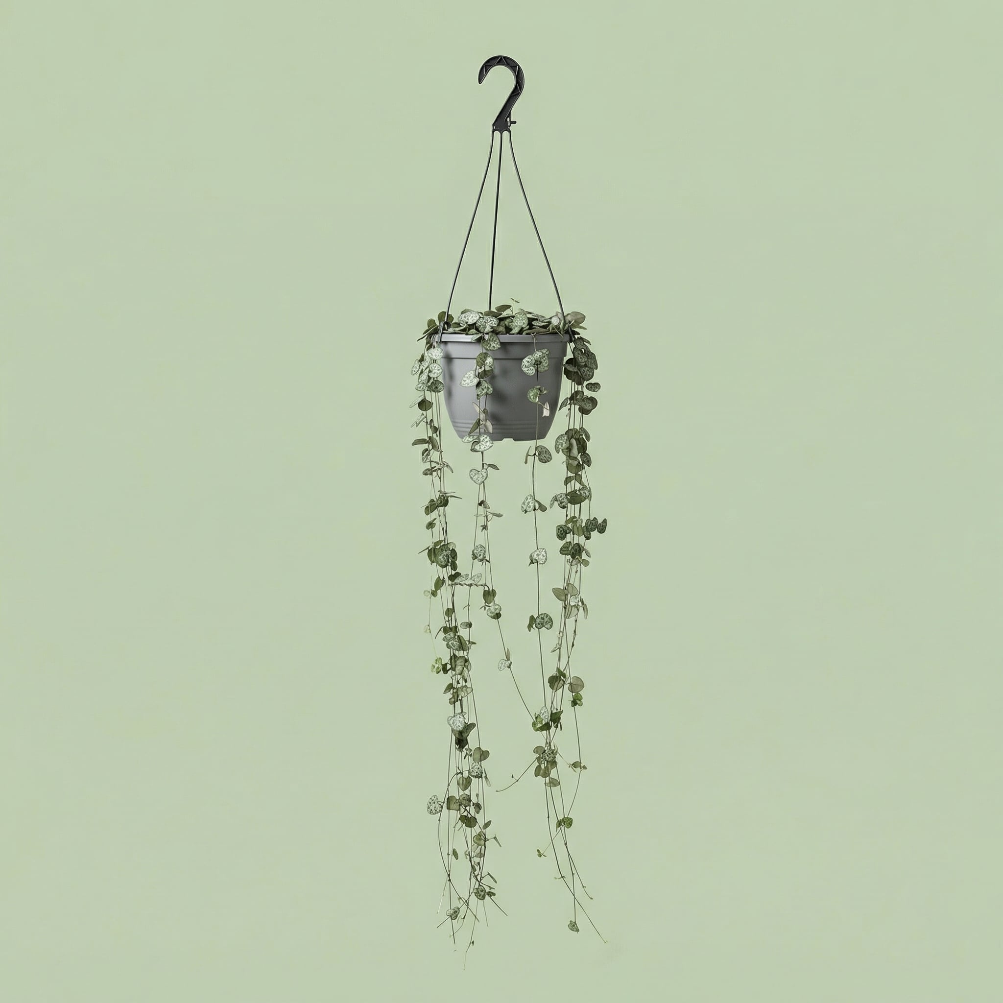 Ceropegia Woodii M - plants