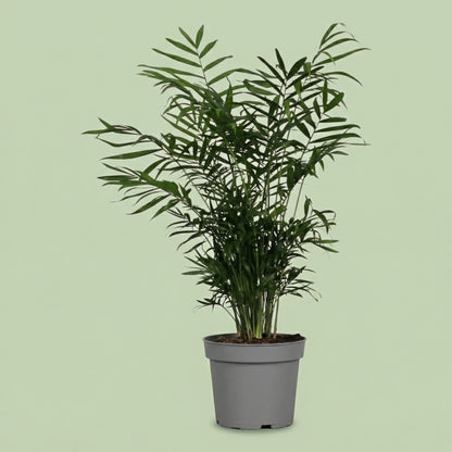 Chamaedorea Elegans L - plants