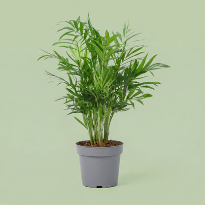 Chamaedorea Elegans M - plants