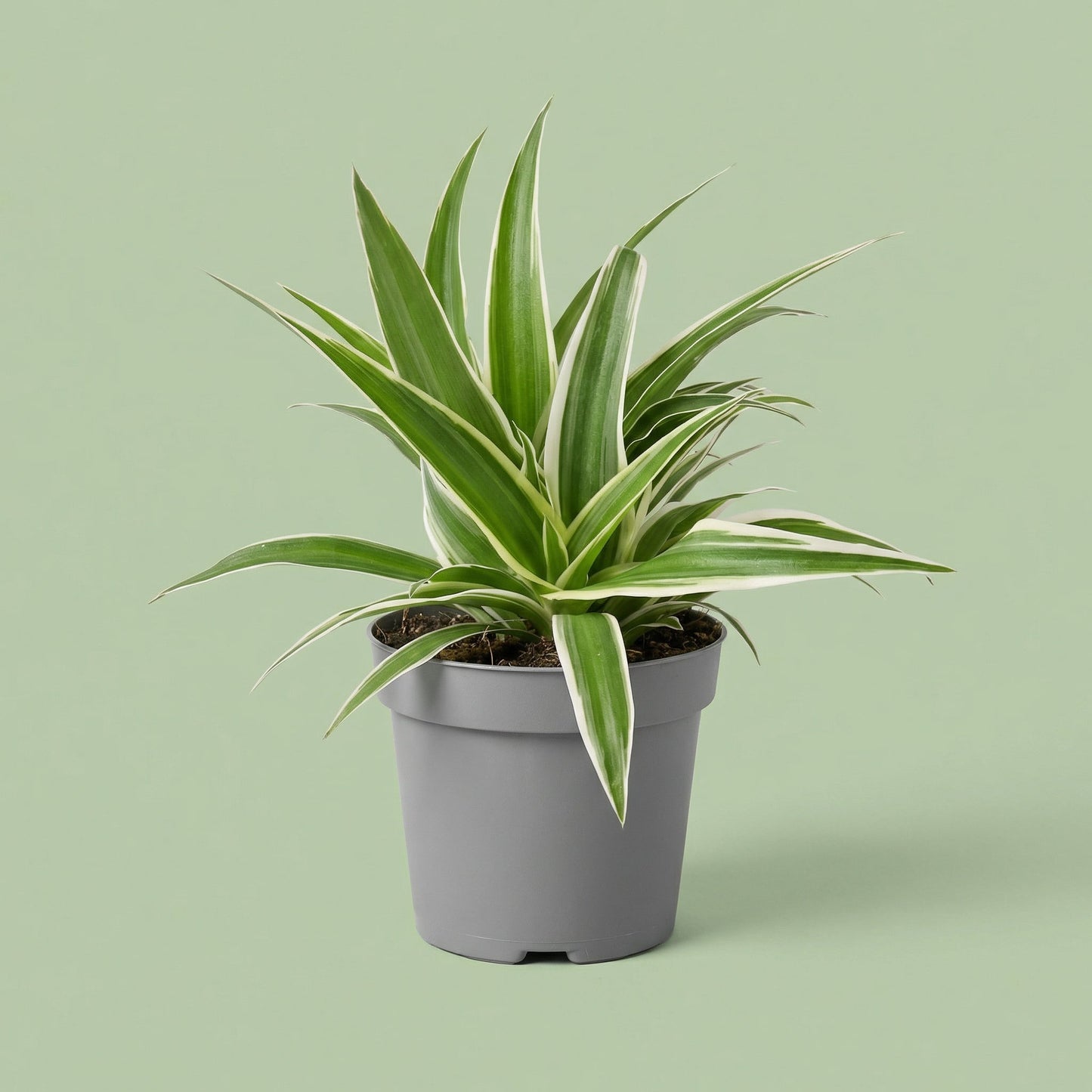 Chlorophytum Ocean XS - plants
