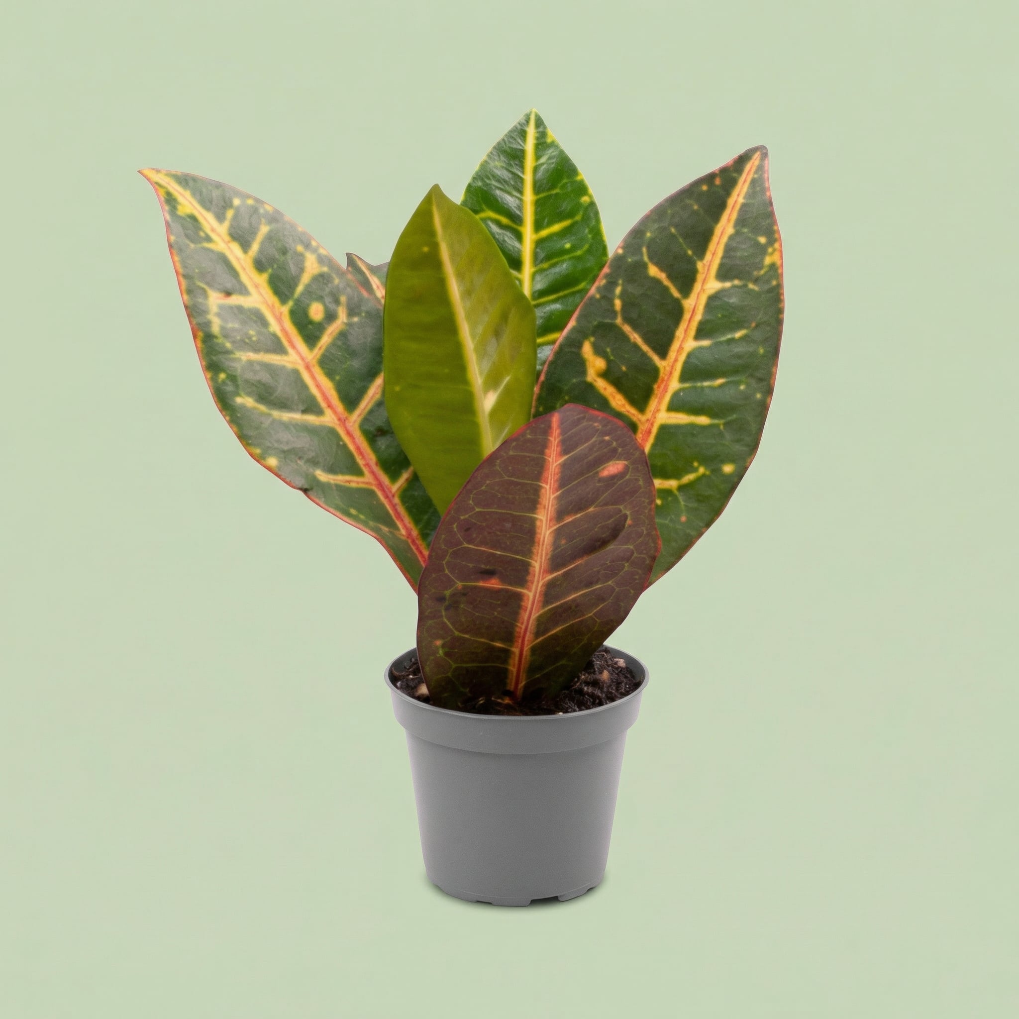 Codiaeum Petra XS - plants