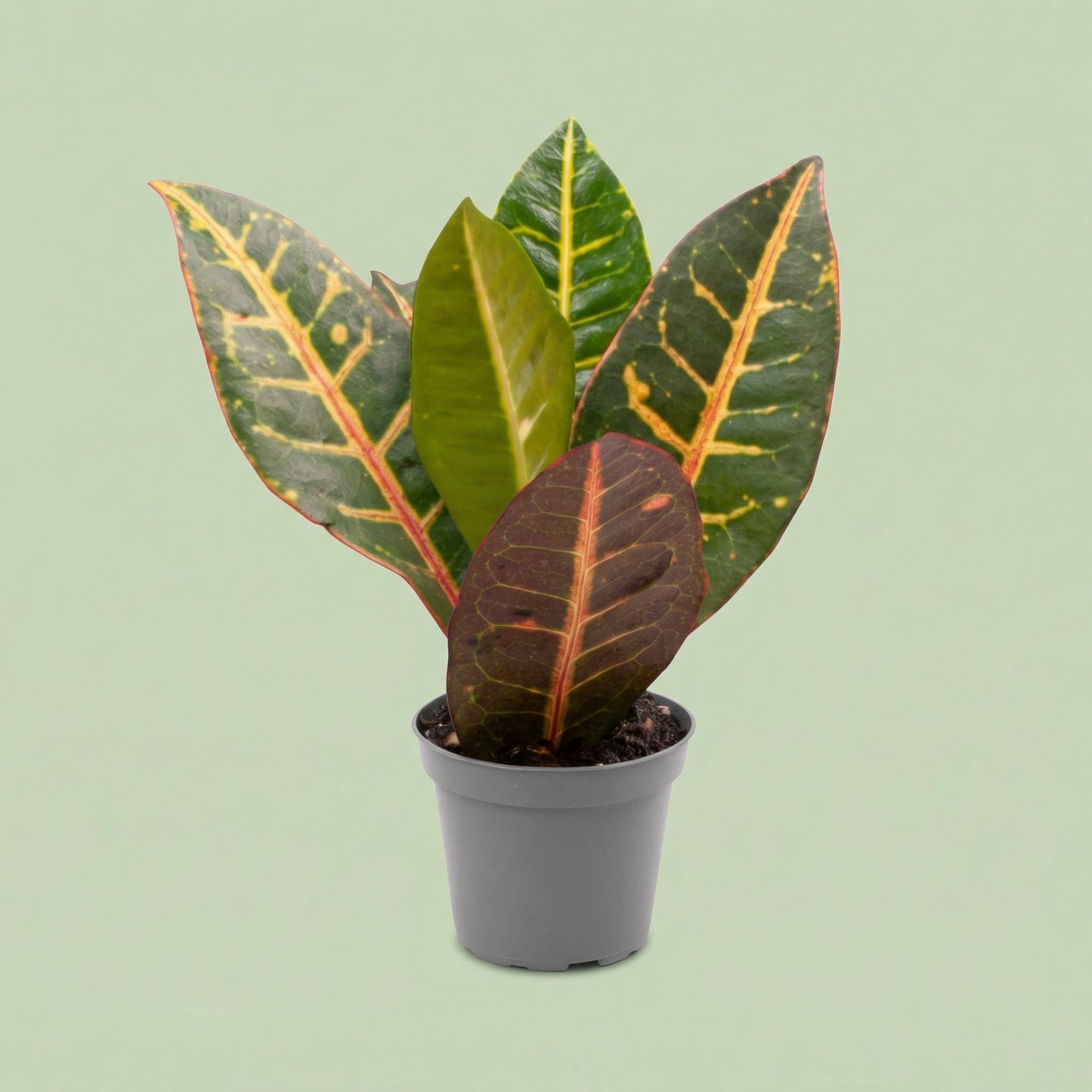 Codiaeum Petra XS - plants