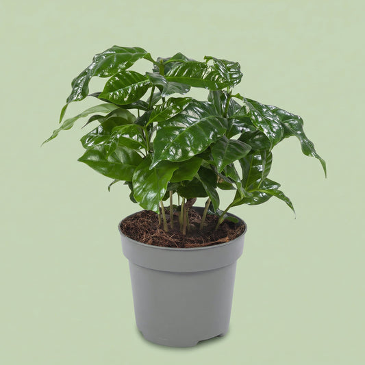 Coffea Arabica M - plants