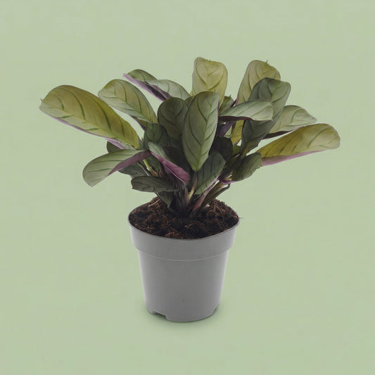 Ctenanthe Amagris M - plants